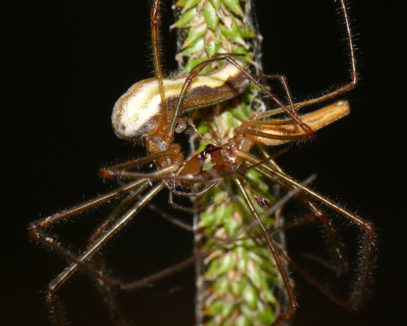 Copula di Tetragnatha